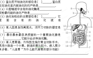 消化系统结构图简易图，消化系统结构图简易图手绘