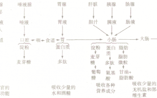消化系统疾病知识点总结，消化系统疾病概述